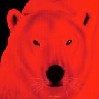 POLAR-BEAR-RED POLAR BEAR ELECTRIC BLUE  Showroom - Inkjet on plexi, limited editions, numbered and signed. Wildlife painting Art and decoration. Click to select an image, organise your own set, order from the painter on line